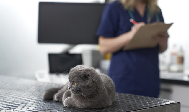 Diagnostico veterinario por imagen