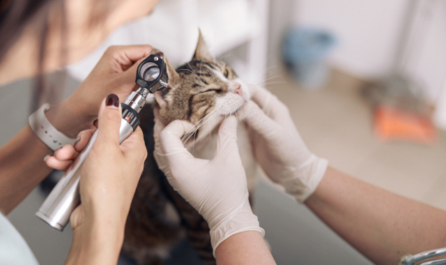Medicina preventiva gatos