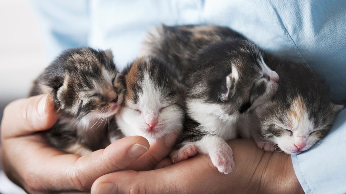 Una clínica especializada en gatos