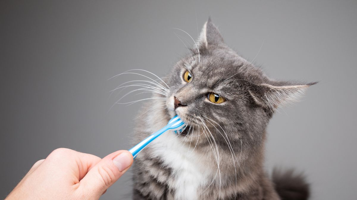 higiene bucal felina
