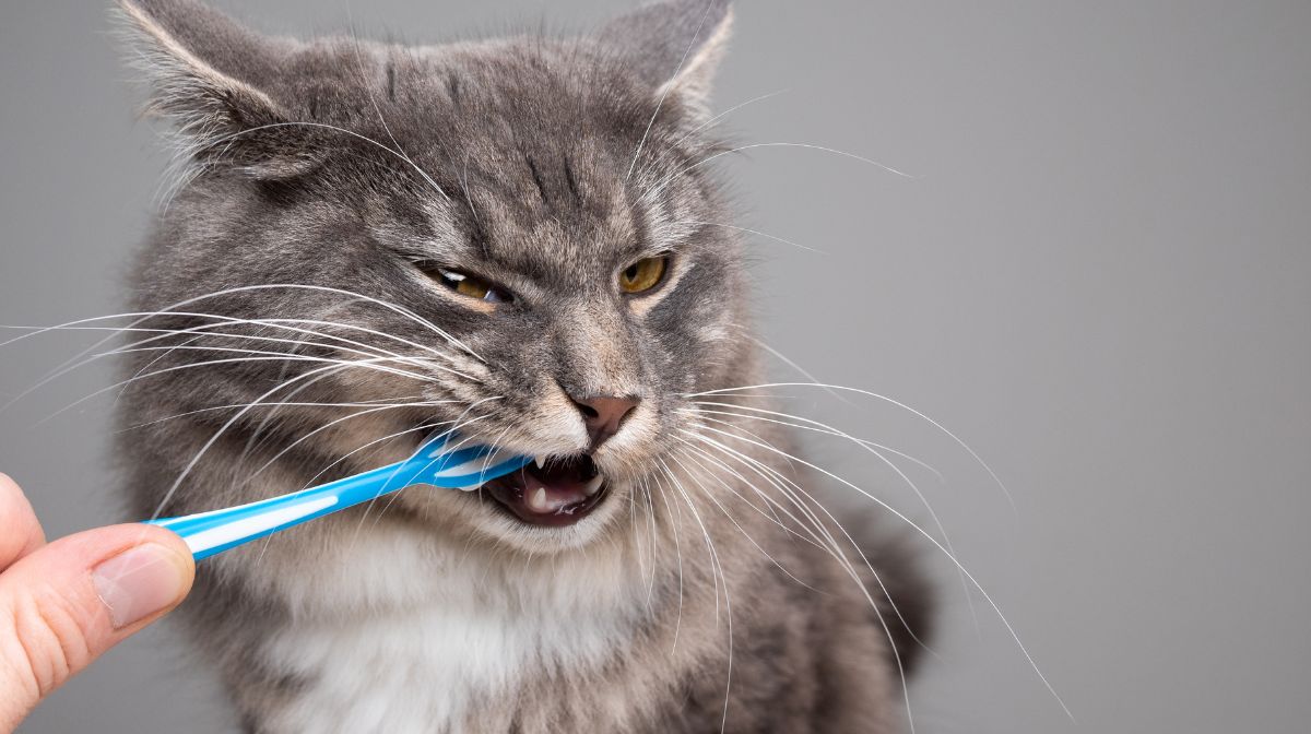 cepillar dientes gato