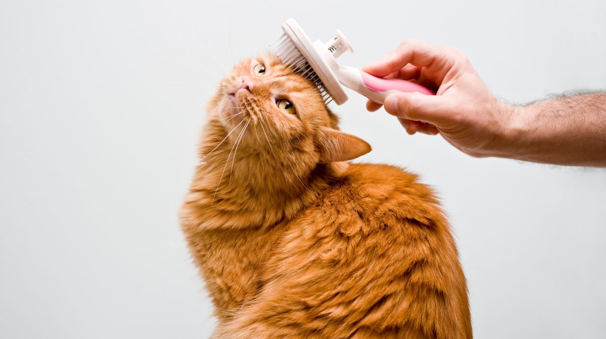 Cómo cepillar a un gato