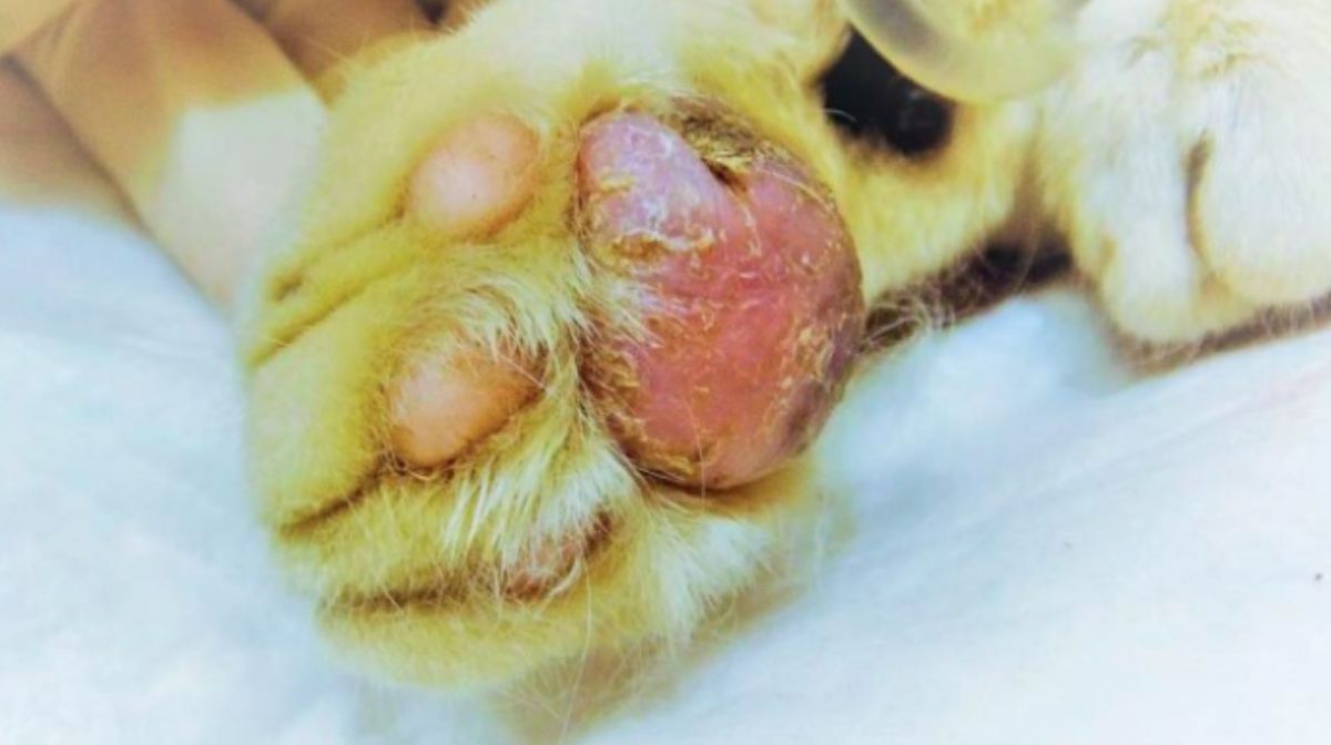 Pododermatitis Plasmocitaria Felina