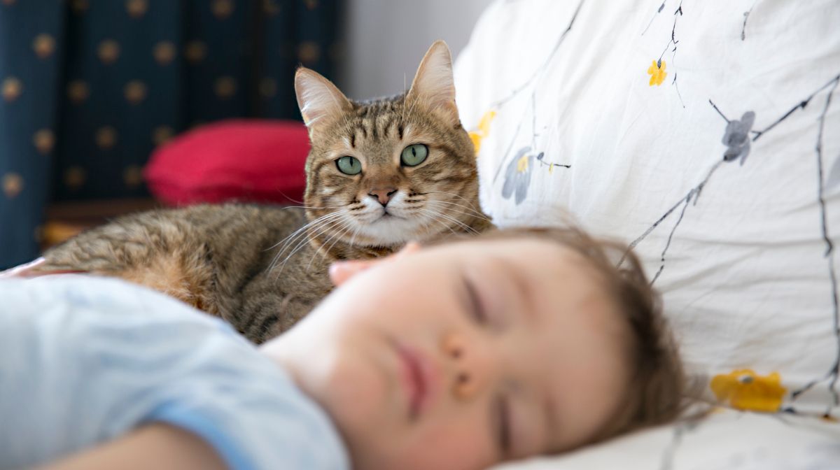 Convivencia entre gatos y bebés