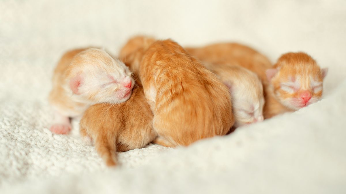Los Cuidados De Un Gatito Reci n Nacido Mimomigato