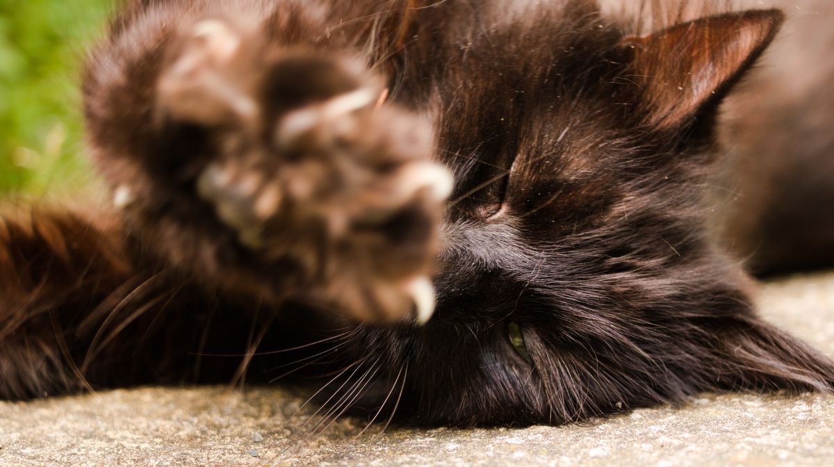 Epilepsia en gatos
