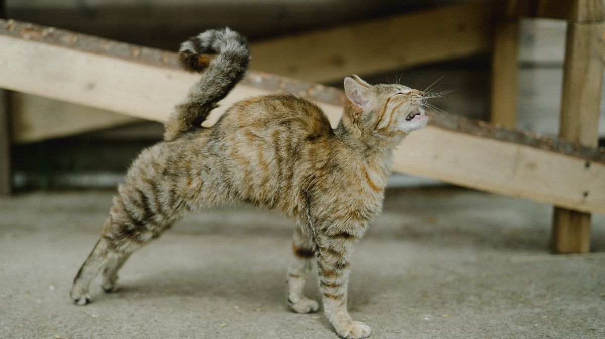 Gato estirándose