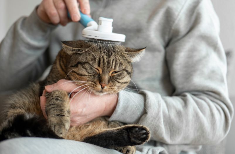 cepillar gato en casa