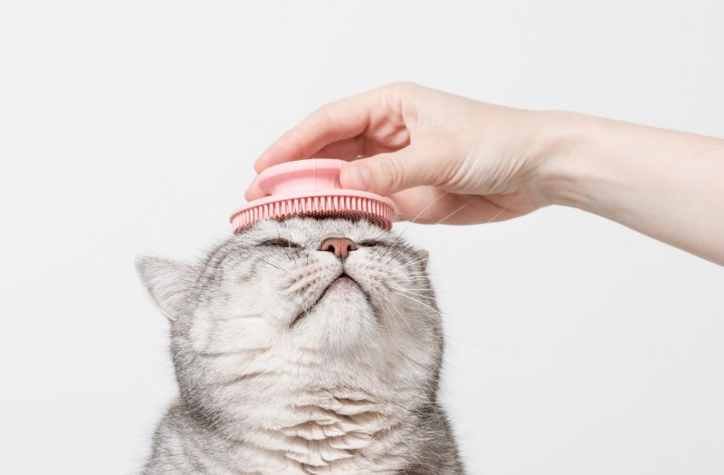 cepillar a tu gato