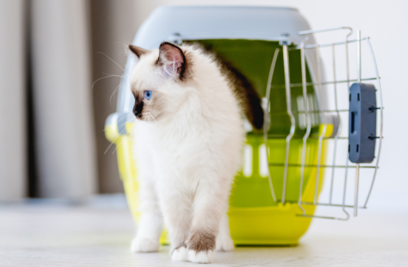 llevar a un gato al veterinario sin estrés