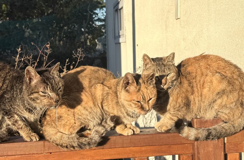 enfermedades infecciosas en gatos con acceso al exterior