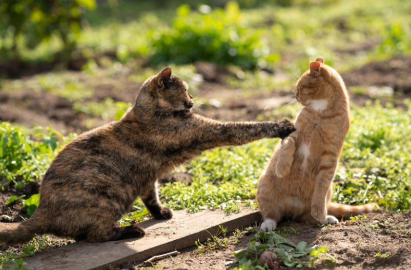 gatos peleando