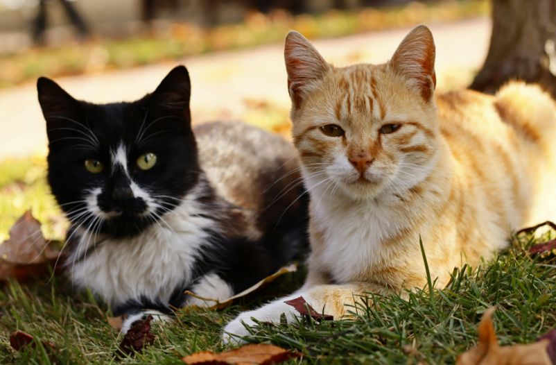 Control de enfermedades infecciosas en gatos