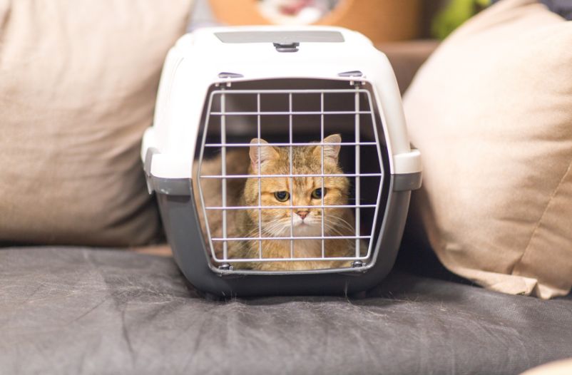 Transportar gato