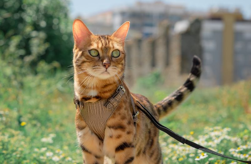 Sacar gato exterior