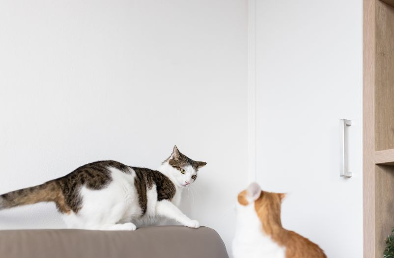 agresión entre gatos en casa