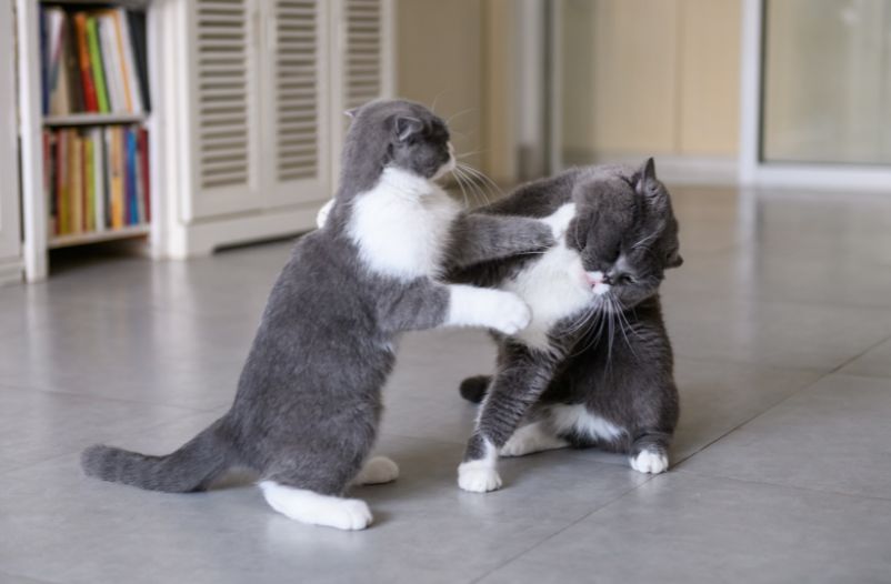 agresión entre gatos